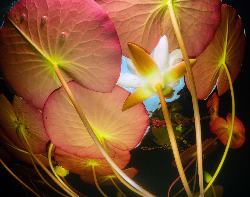 Карелия лилия подводное фото Лилияphoto preview