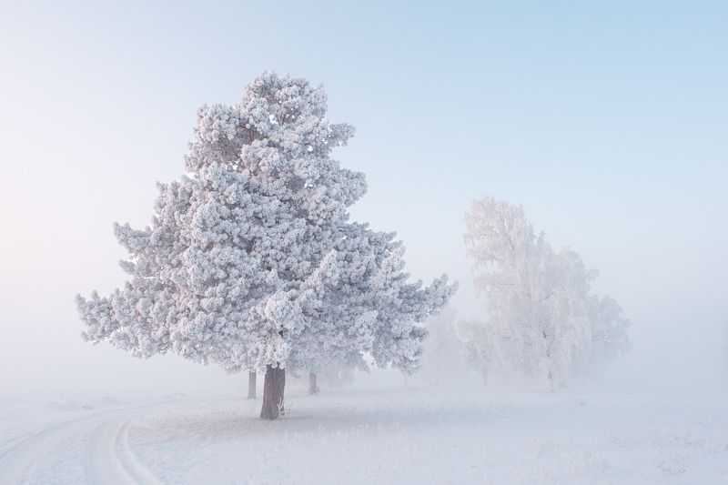 зима, зимний пейзаж, пейзаж ,снег, мороз, туман, winter, fujifilm ***photo preview