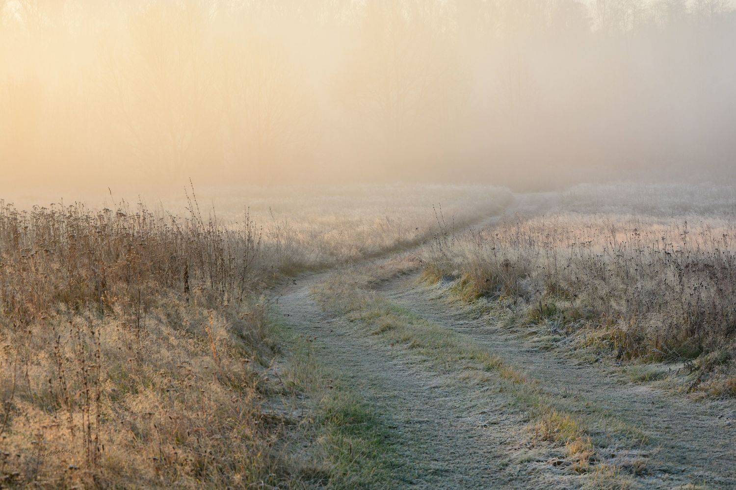 осень, утро, туман, туманное утро, misty, foggy morning, Юлия Абрамова