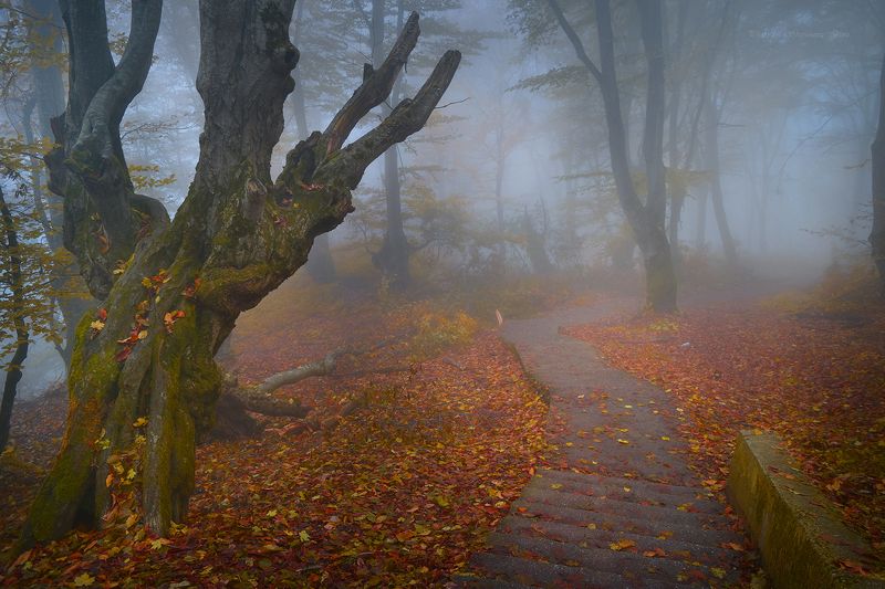 Страж осеннего лесаphoto preview