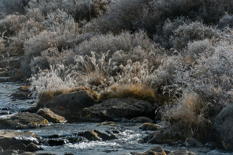 иней, лиственницы, кедры, осень, алтай, горный алтай, чибтка, река, счастье фотографа Счастье фотографа крупным планомphoto preview