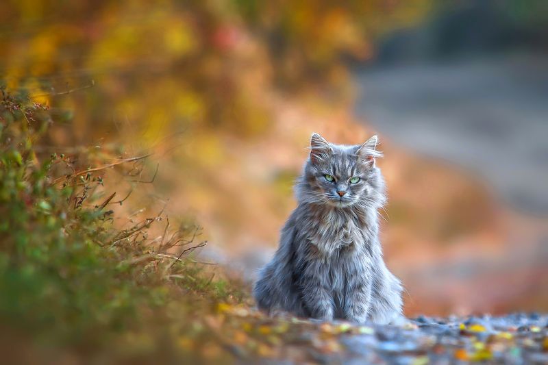 Суровыйphoto preview