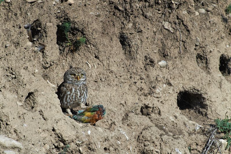 nature, wildlife, birds, owls ***photo preview