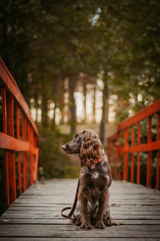 собака Айтиphoto preview