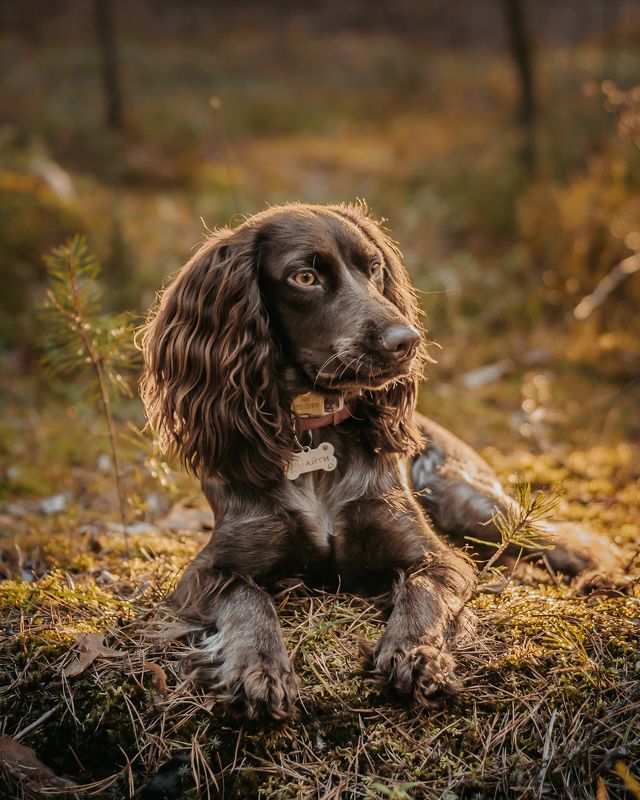 Солнечная собакаphoto preview