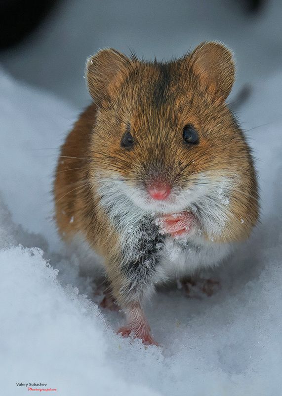 Рыжийphoto preview