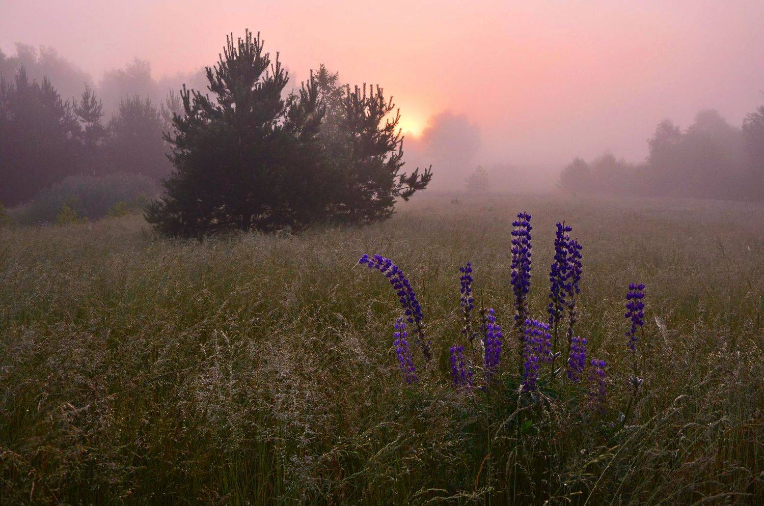 Сиреневый рассвет. Автор: Юлия Абрамова , Юлия Абрамова