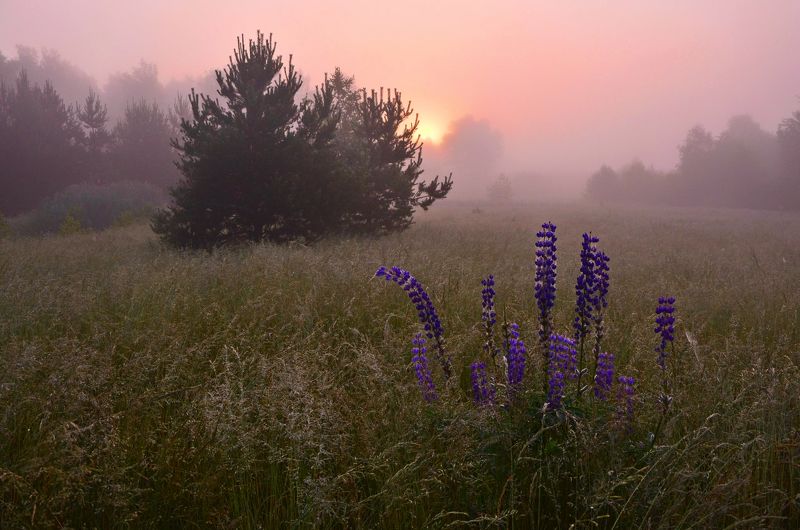 Сиреневый рассветphoto preview