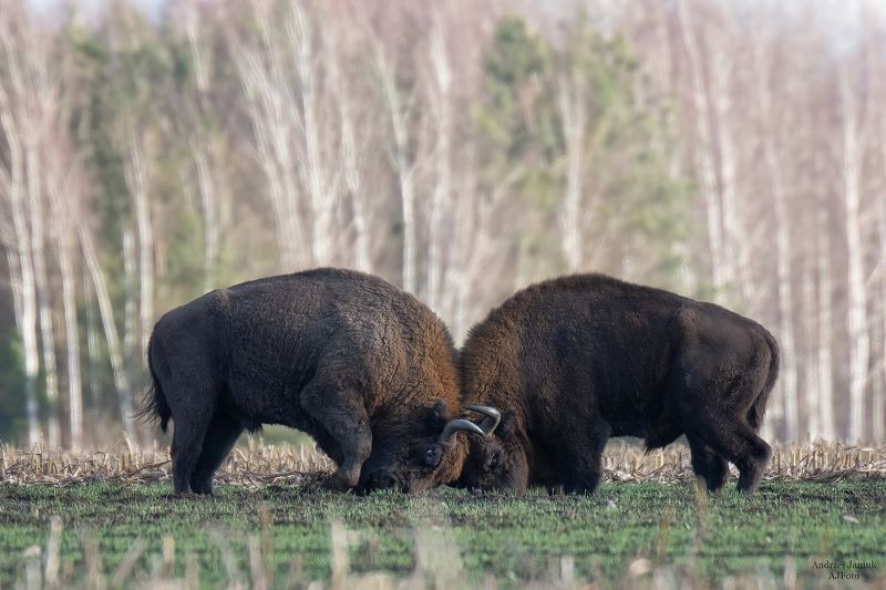 MMA żubrówphoto preview