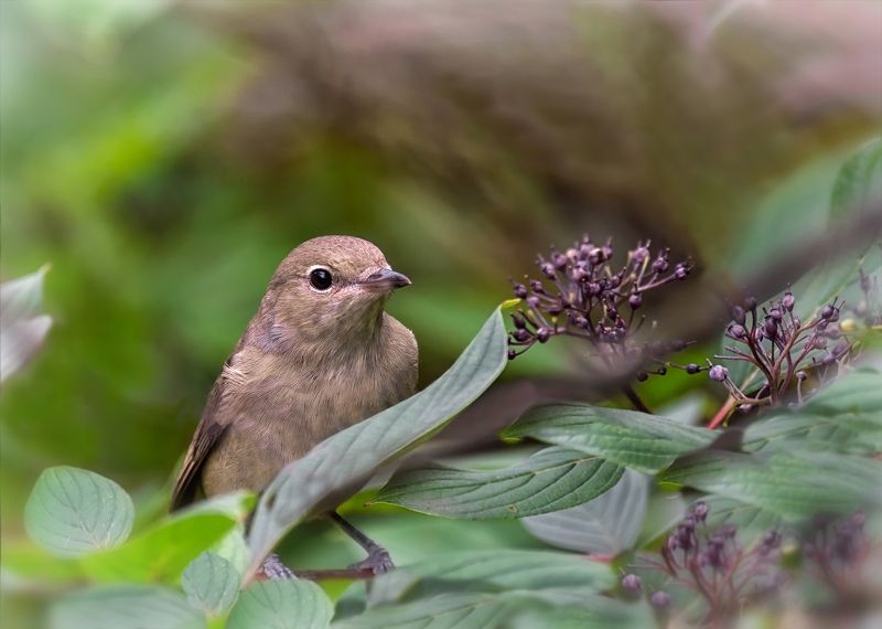 птица, пеночка, лето, кусты, славка.. фото превью