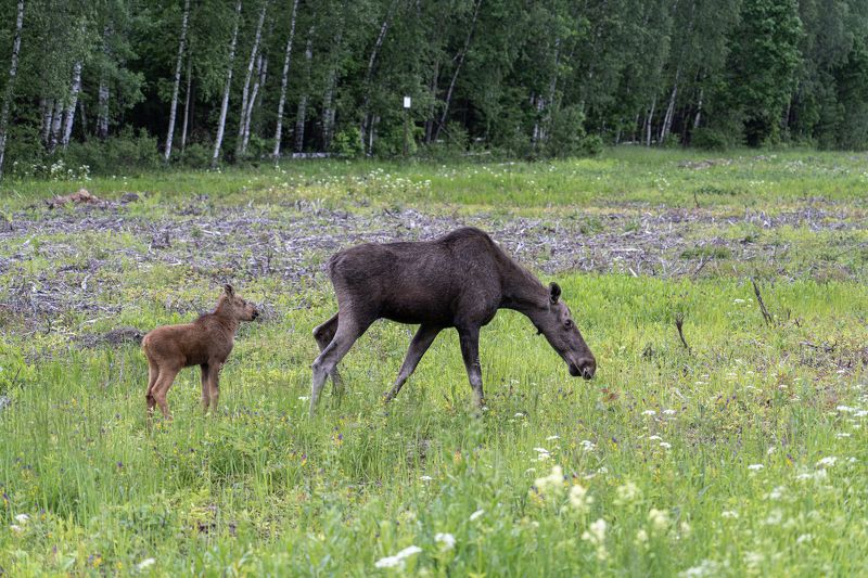 лось, лосенок  фото превью