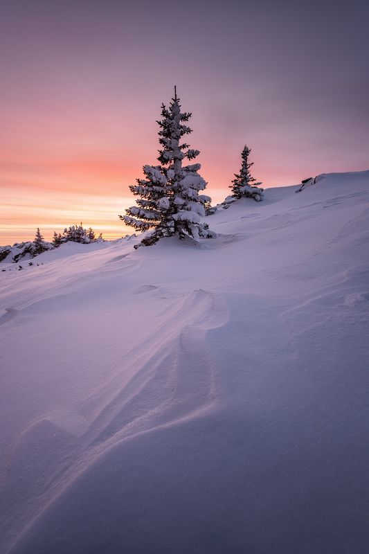 уреньга, урал, южный урал, закат, зима В снегу родилась елочкаphoto preview