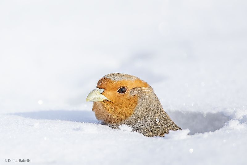 Серая куропаткаphoto preview
