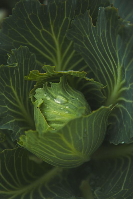 капуста, осень, дождь Осталось фото превью