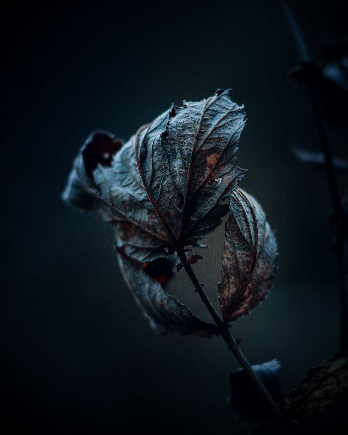 , Максим Салихов