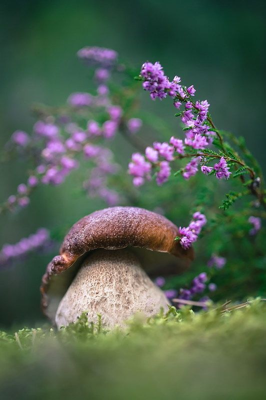 Вересковый боровичокphoto preview