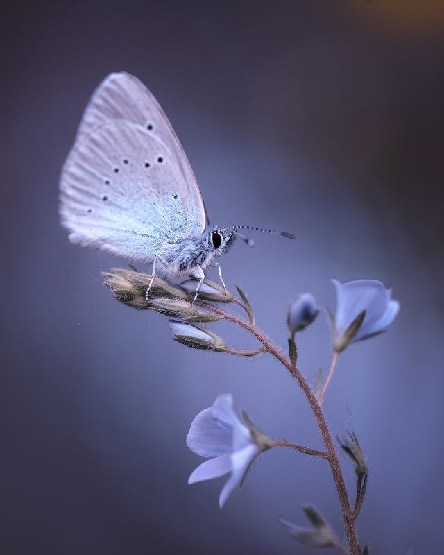 нежность, бабочка, весна, май, цветок, веро́ника дубра́вная, тишина, гармония, жизнь, ***photo preview