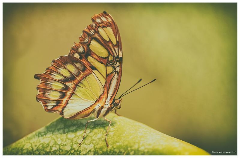 macro. nature, butterfly, close up As The Dawn Breaksphoto preview