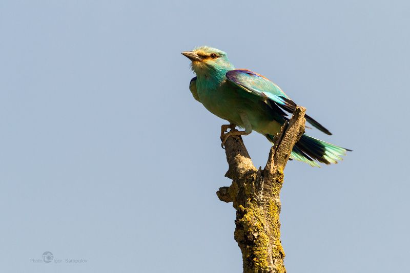 синяя птица, сизоворонка, птичка, природа,  coracias garrulus, ракша, рогатка, катапульта, краснодарский край, тамань, фотоохота, воздух, на ветру,  перед полётом,  вид,   концепт, Катапульта для сизоворонкиphoto preview
