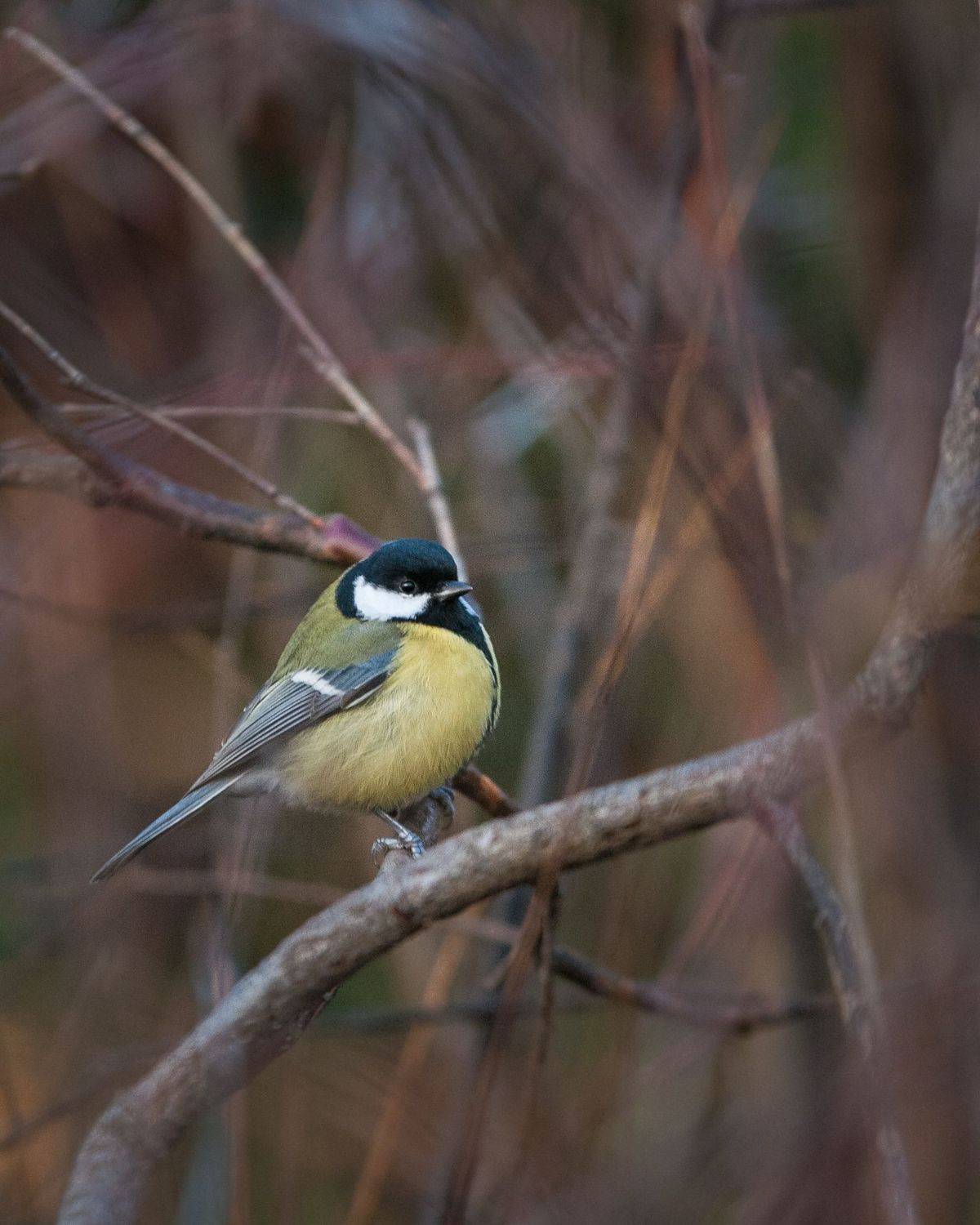 большая синица. Автор: Зуйкова Динара , Зуйкова Динара