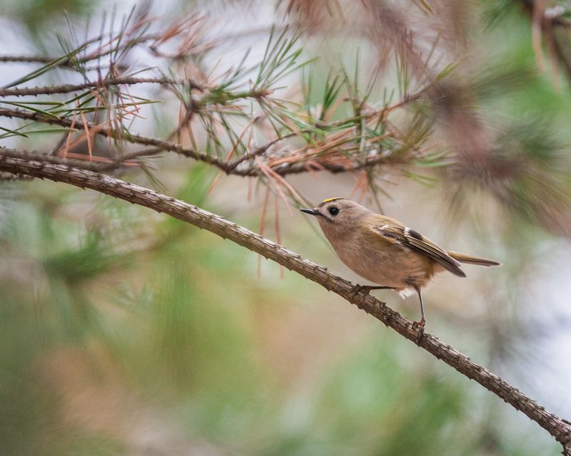 Желтоголовый королекphoto preview