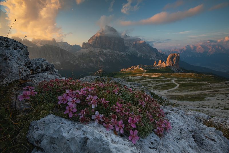 #mountains #dolomites #flowers #peaks #italy #clouds #sunset #light #misty High Paradisephoto preview