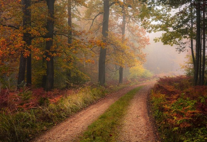 outdoors, autumn, forest, nature, tree, fog, на, открытом, воздухе, осень, лес, природа, дерево, туман I like to get back on the autumn paths.photo preview