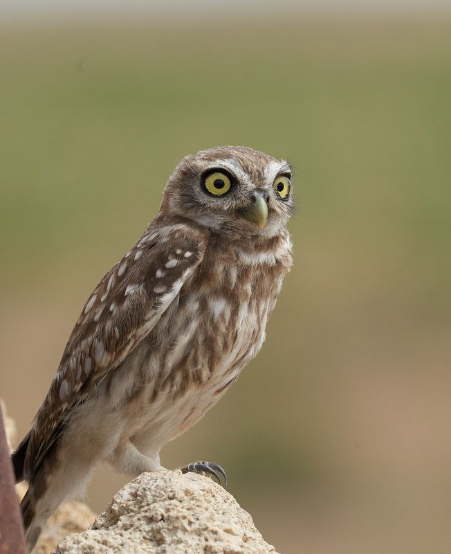 Сычик домовый (Калмыкия, август 2021)photo preview