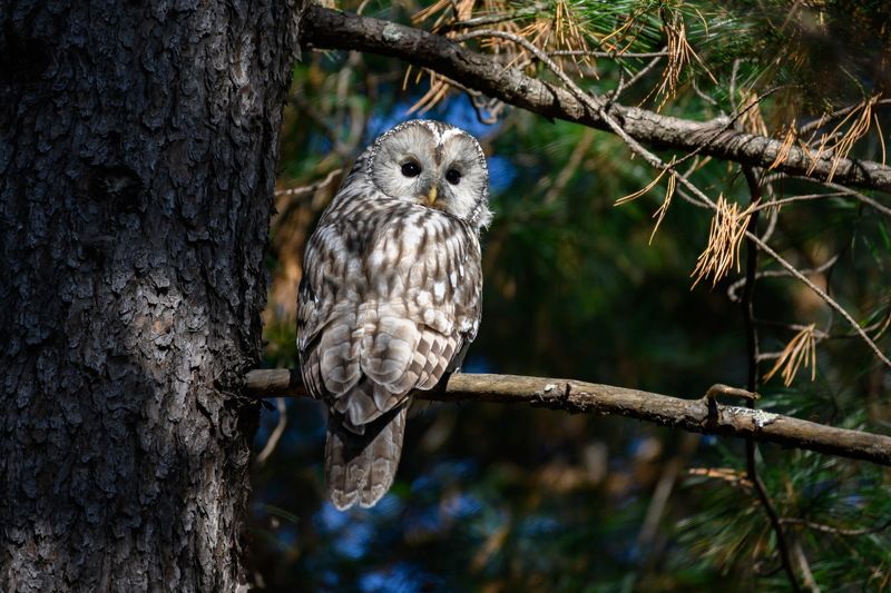 Животный мир Хабаровского краяphoto preview