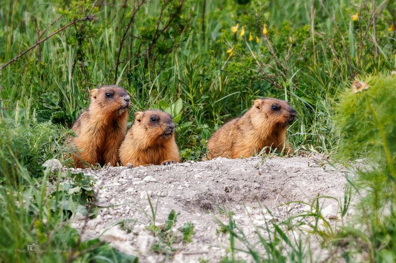 байбаки, степной сурок, marmota bobak, сурки, фауна, фотоохота, сурки, природа, малыши, животные, грызуны, беличьи , заказник, урочище гнилое, меловые сопки, нора, белгородчина, белгородская область Сурчатаphoto preview
