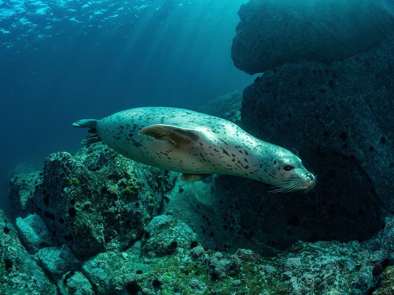 Подводное фото нерпа Монерон Полет нерпыphoto preview