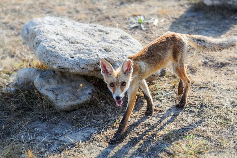 жалкий вид, лис, поджарый, худой,  голодный, уши, утро, степь,  природа, полуостров тарханкут, лис, крым, животное, бухта карамыш,  fox, тарханкутские степи, тарханкут Лис Тарханкутских степейphoto preview