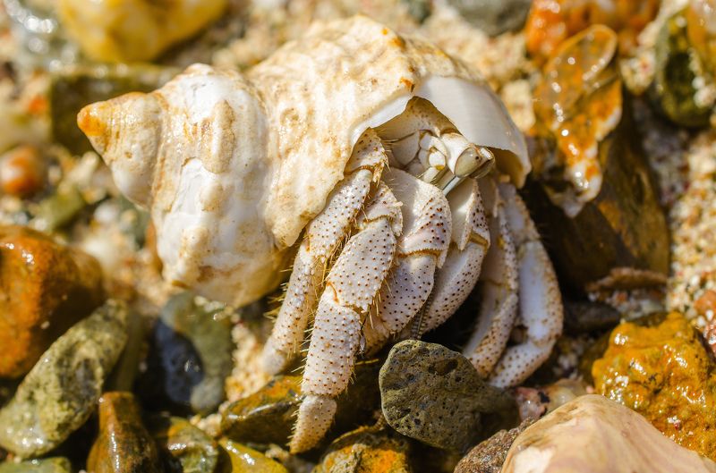 макро, рак-отшельник, членистоногое, моллюск, природа, раковина, море, жизнь Рак-отшельник 3photo preview