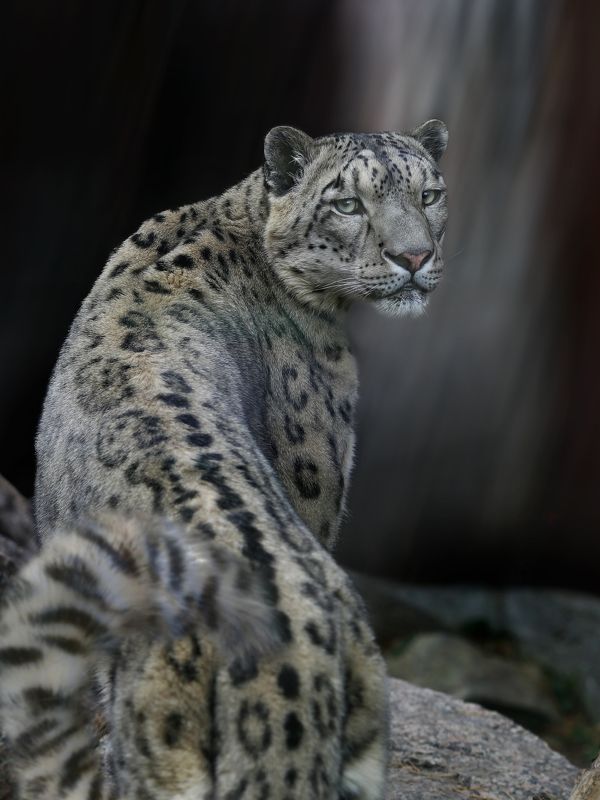 Снежный барсphoto preview