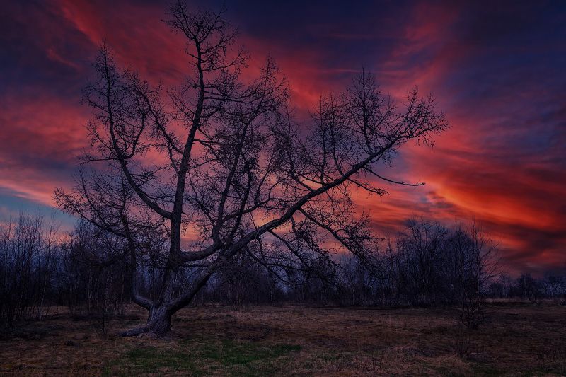 Mystical treephoto preview