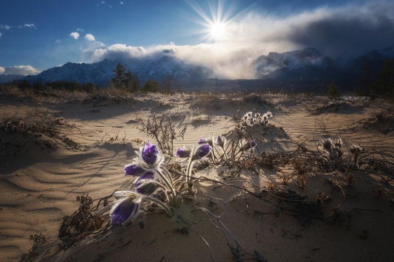 чарская пустыня,кодар,горы,забайкалье,сон трава,цветы пока цветёт сон-траваphoto preview