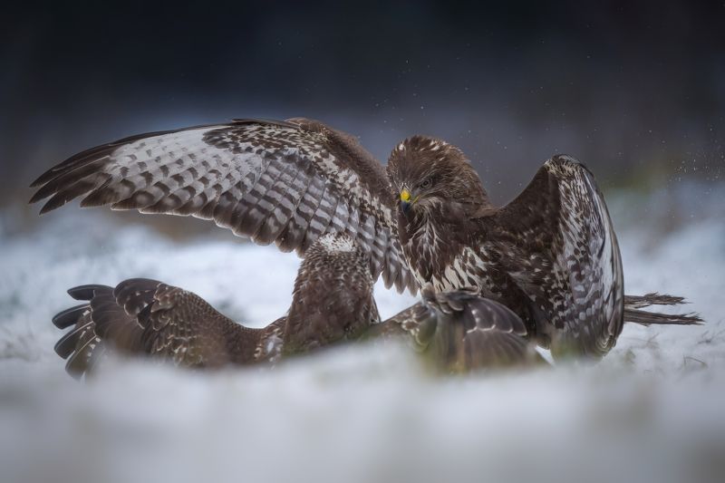 bird, birds, birdsofpray, raptors, buzzard, forest, dusk, action, nature, wildlife, animals Round onephoto preview