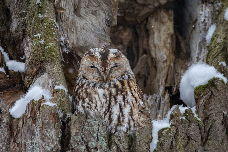 Серая неясыть, Strix aluco Серая неясыть (Strix aluco).photo preview