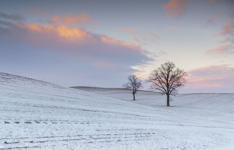 tree, winter, oak, sky, cloud, snow Oaksphoto preview