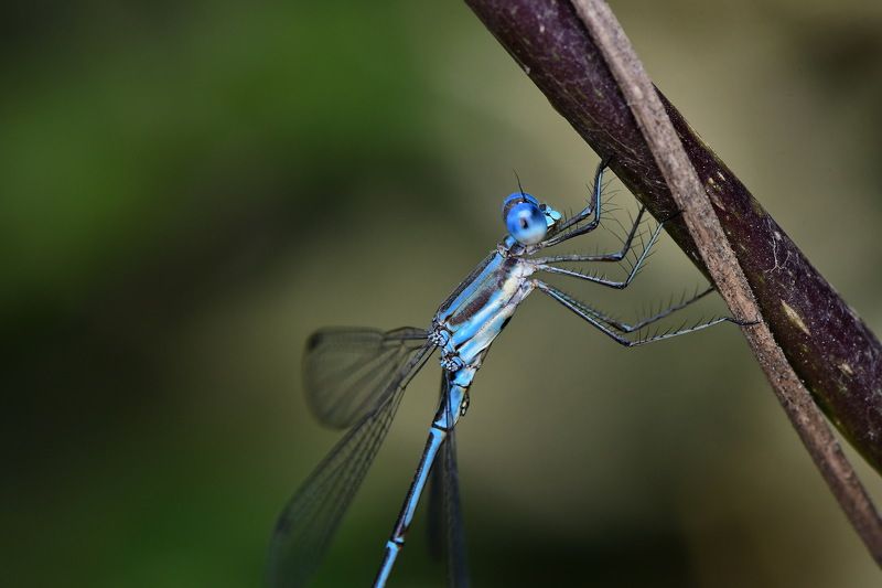 denis moura, mogi das cruzes, brasil, donzelinha Donzelinhaphoto preview