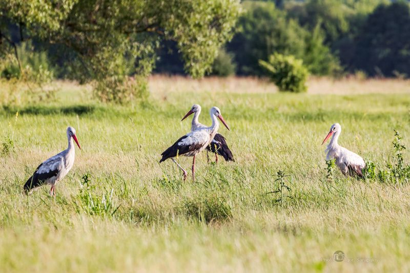 квартет, аисты, ciconia, птица, поле, пейзаж, поляна, фотоохота, синхронно ,  одновременно , параллельно,  природа, птицы, лето, белгородчина, белгородская бласть , стая, Аисты синхроннистыphoto preview