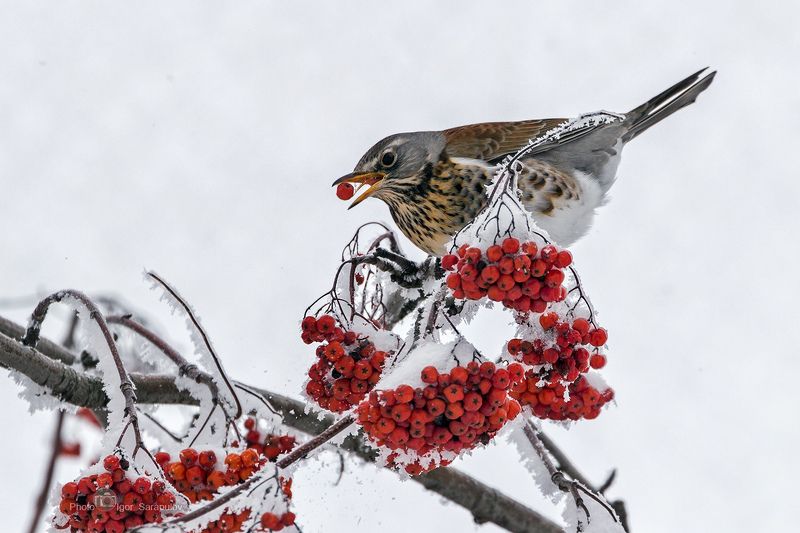 дрозд рябинник, turdus pilaris, питание, птичка, птица, плоды, рябина, снегопад, снег,   парк, иней, зима, мороз, белгородчина, белгородская область, Дрозд рябинникphoto preview