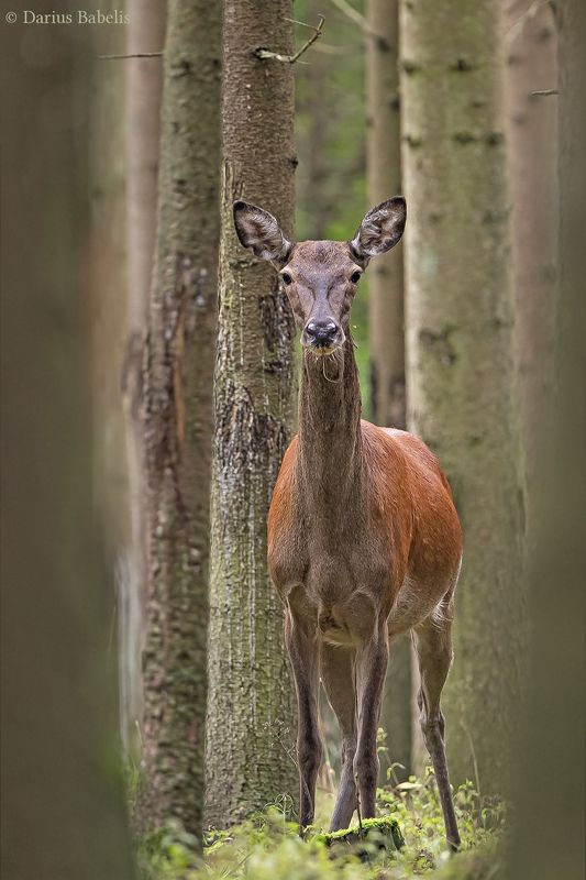 Благородный оленьphoto preview