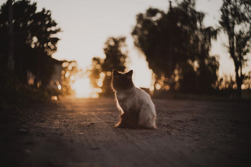 лето, закат, вечер, кот, река, берег, одуванчик, боке ТЕПЛО ЛЕТНЕГО ВЕЧЕРАphoto preview