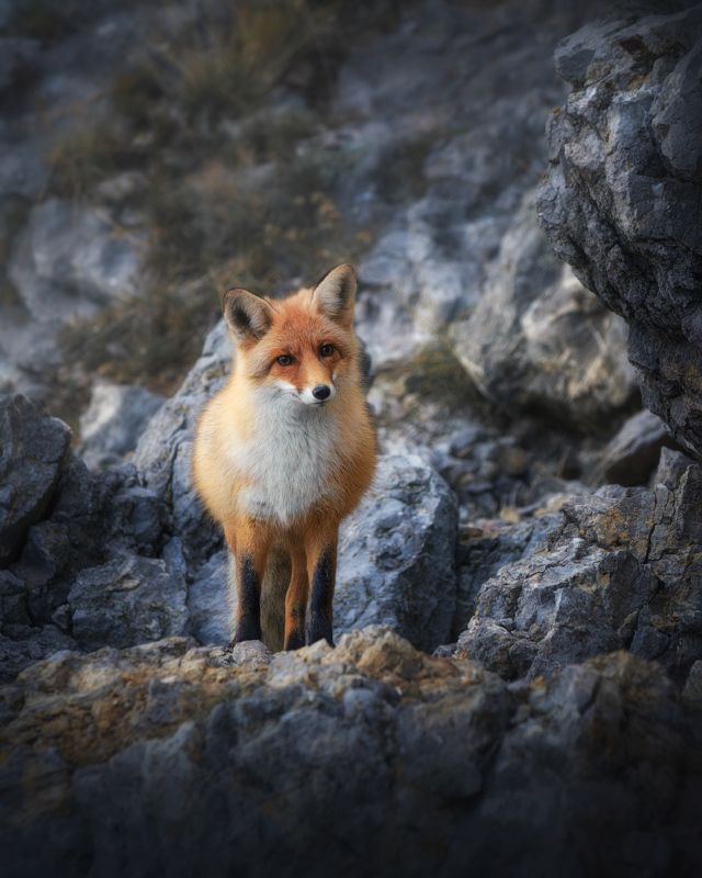 Лисаphoto preview