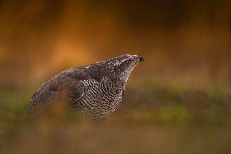 bird, birds, birdsofprey, raptors, hawk, forest, dusk, action, nature, wildlife, animals Stealthphoto preview