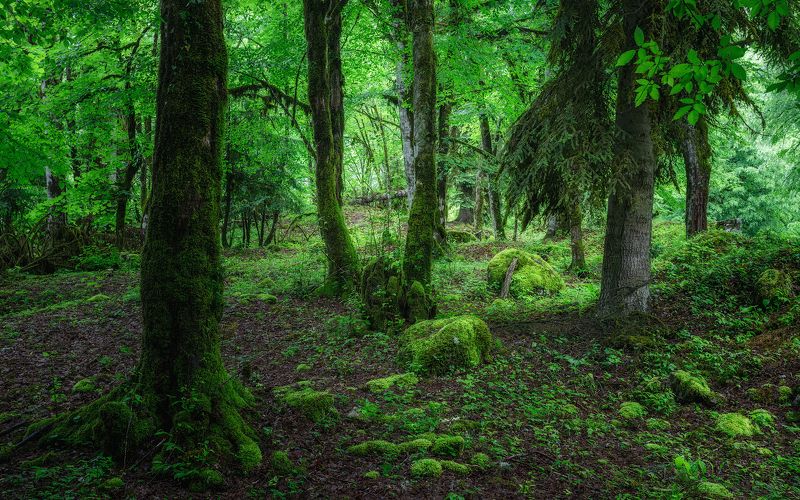 пейзаж, день В реликтовом лесуphoto preview