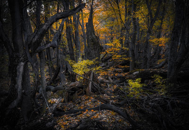 Сказочный лесphoto preview