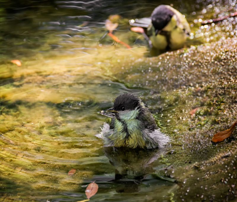 птица, большая синица, купание, водоём, водные процедуры..photo preview