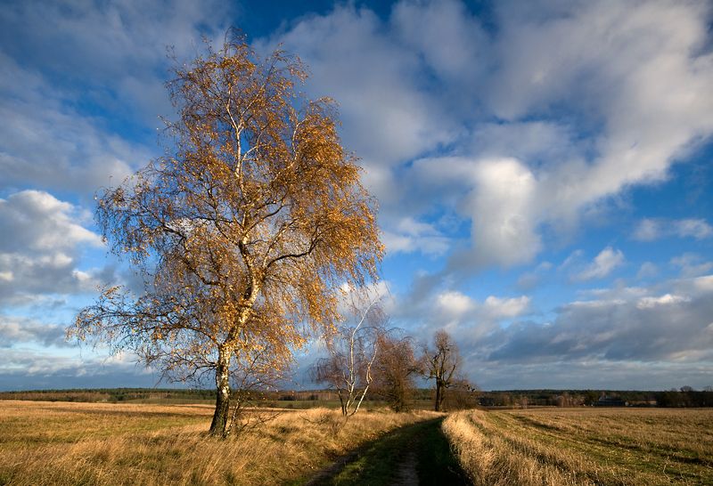 field paths...photo preview